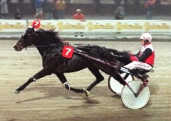 Ride The Bullit - sulky 9.jpg
